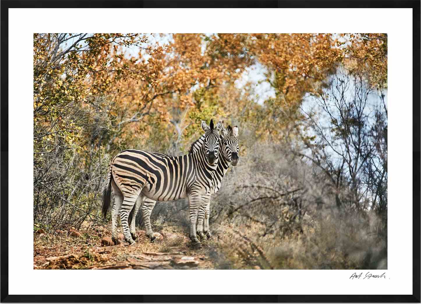 Two Zebras: Photographic Art Print