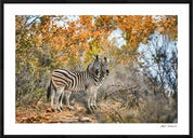 Two Zebras: Photographic Art Print