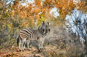 Two Zebras: Photographic Art Print