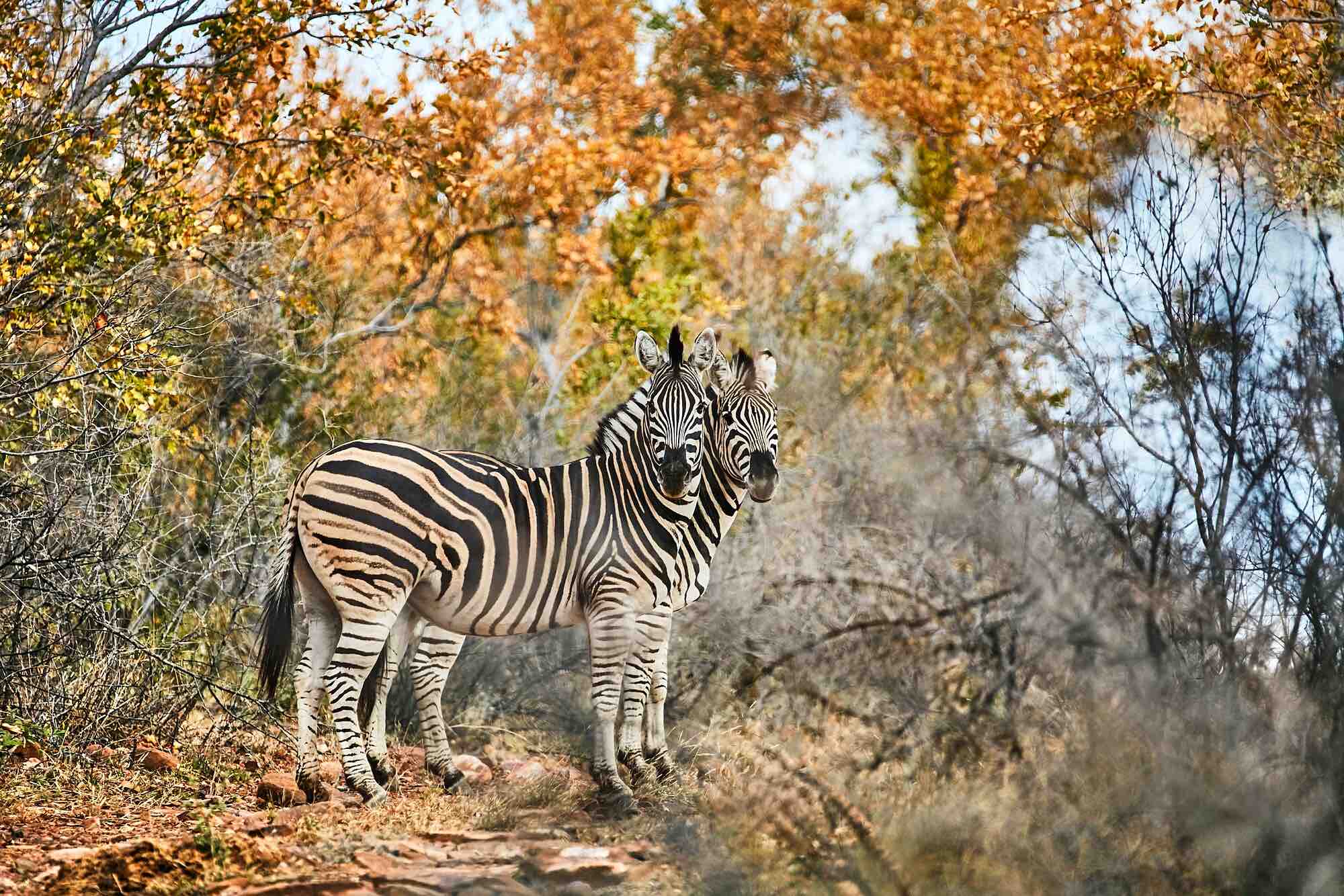 Two Zebras: Photographic Art Print