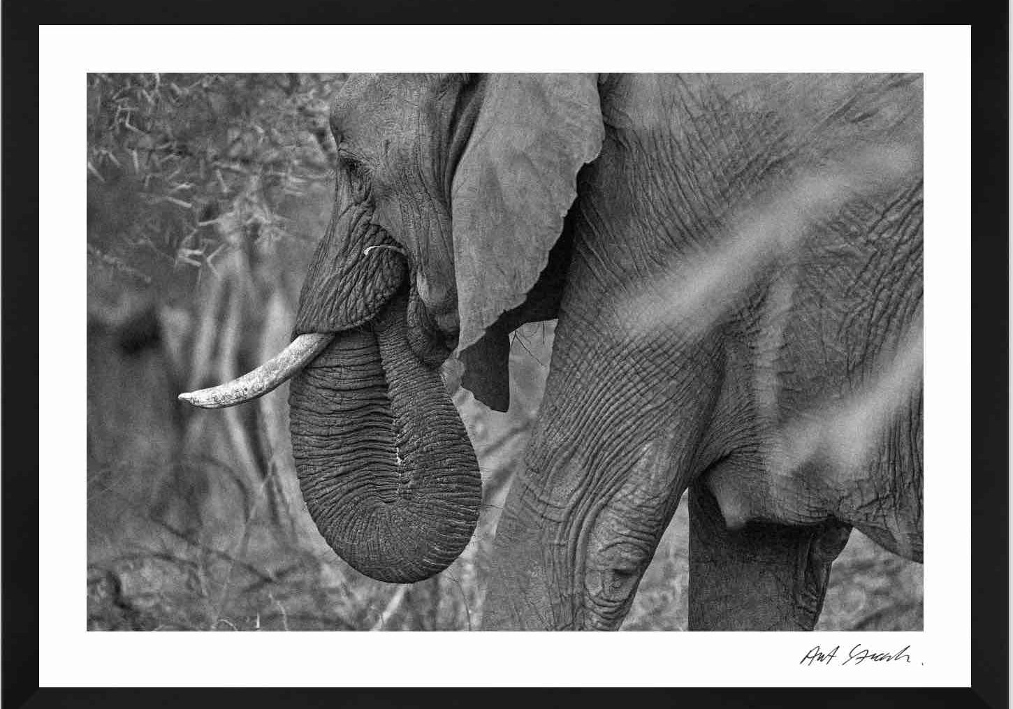 WILDPRINT2BLACKweb.jpg