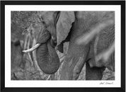 Wild Print 2: Black and White Photography Art Print A4.