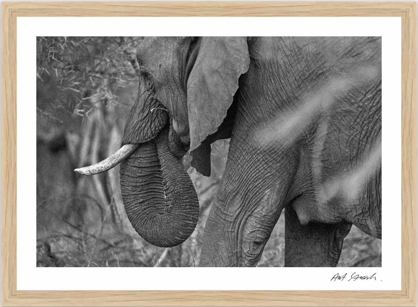 Wild Print 2: Black and White Photography Art Print A4.