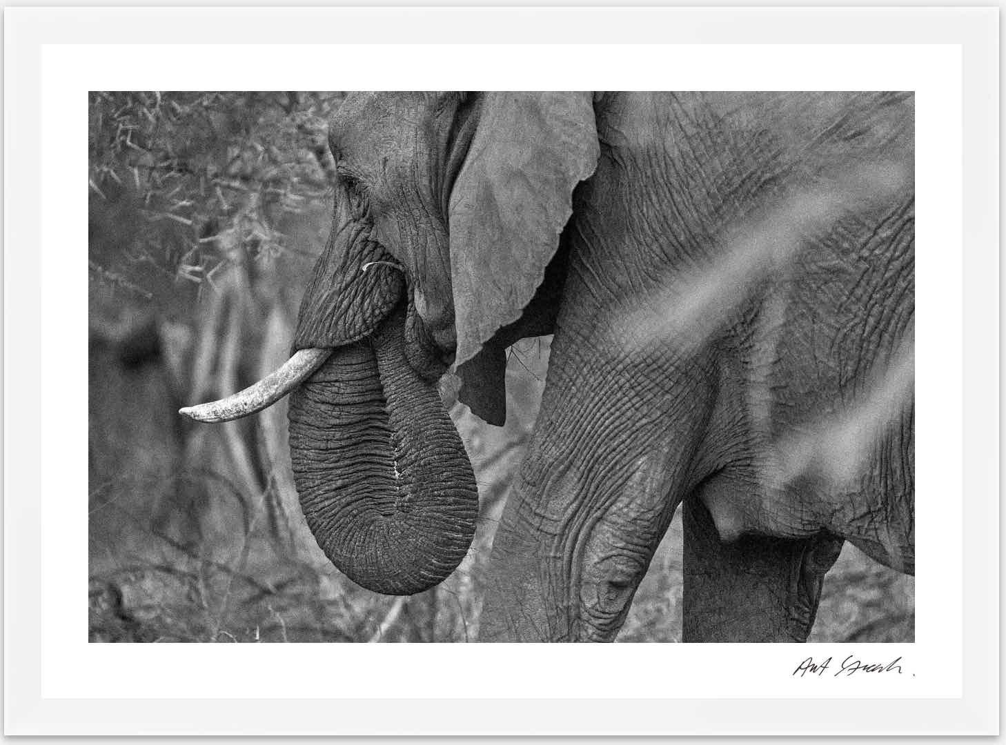 Wild Print 2: Black and White Photography Art Print A4.