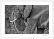 Wild Print 2: Black and White Photography Art Print A4.