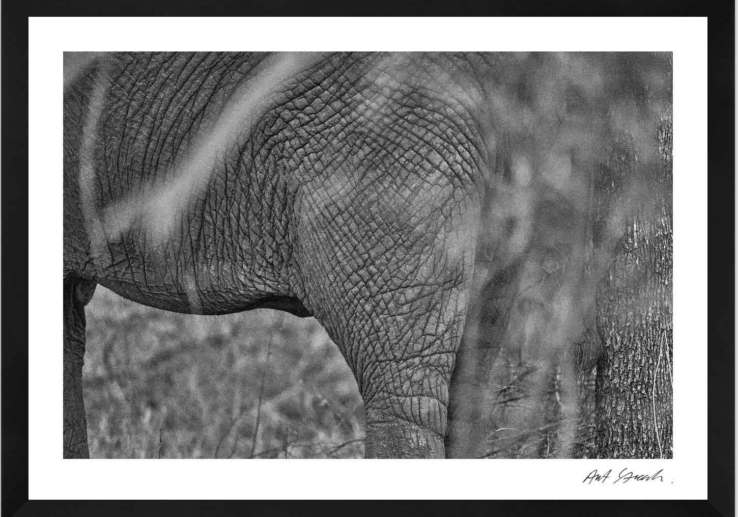WILDPRINT3BLACKWEB.jpg