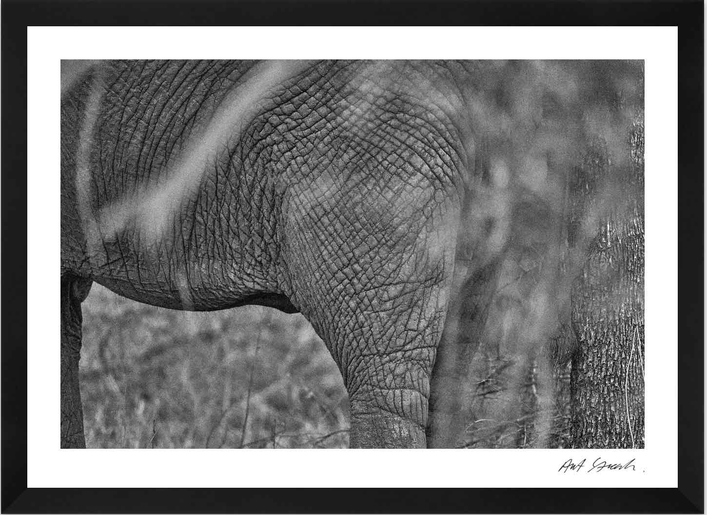 Wild Print 3: Black and White Photography Art Print A4.