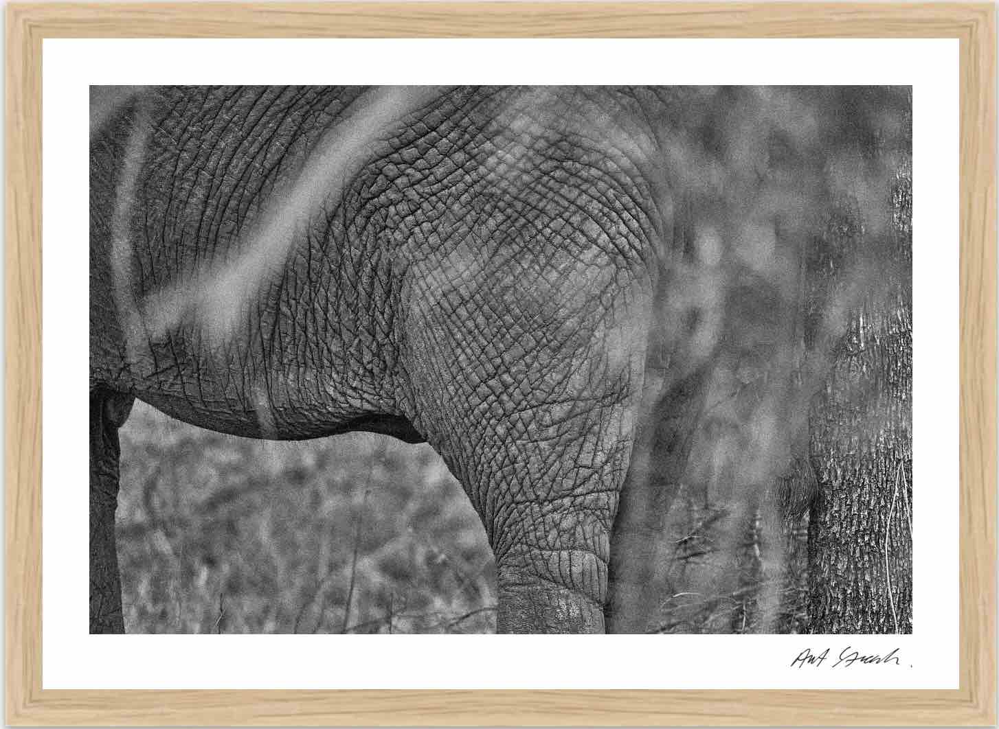 Wild Print 3: Black and White Photography Art Print A4.