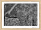 Wild Print 3: Black and White Photography Art Print A4.