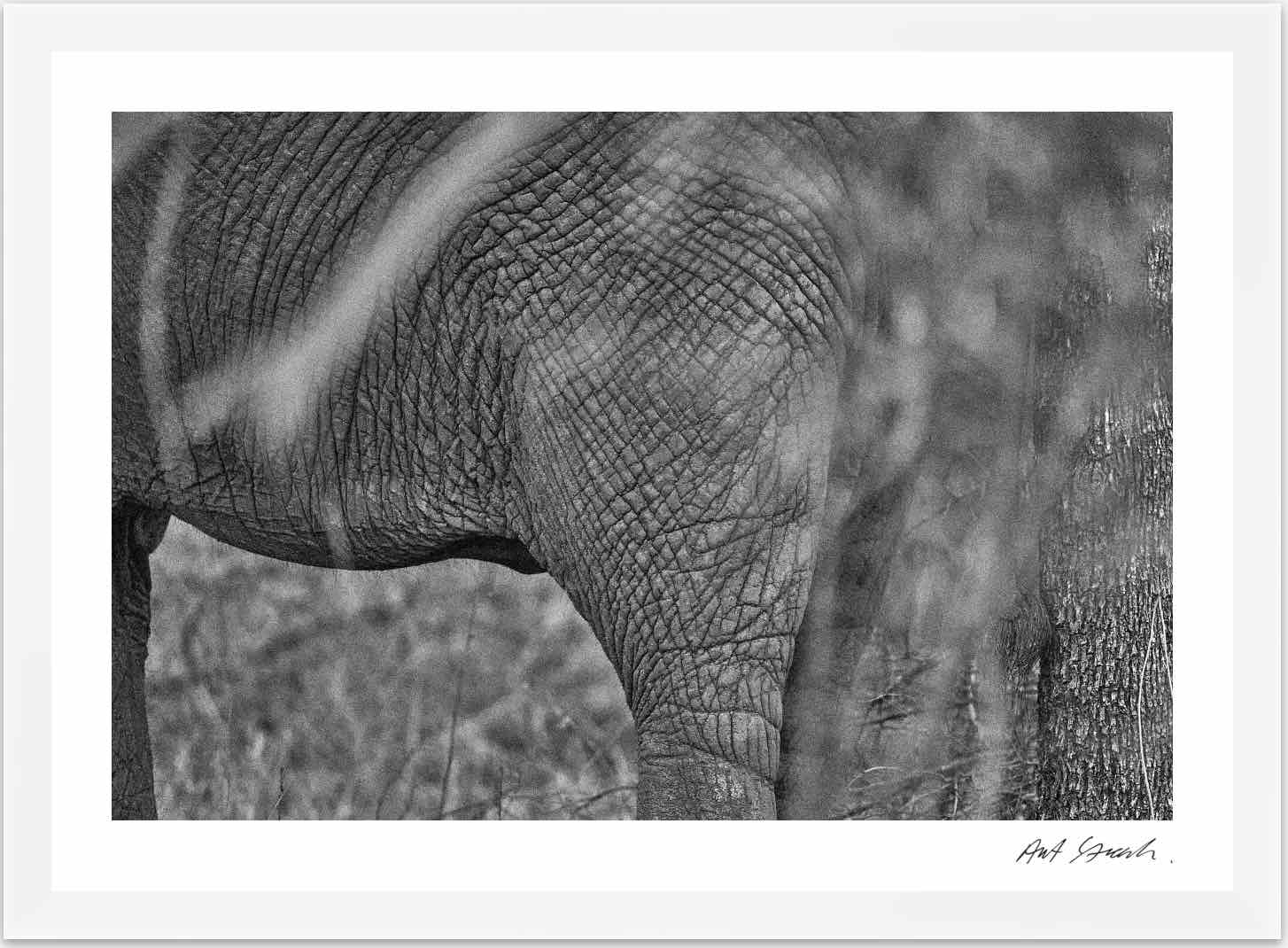 Wild Print 3: Black and White Photography Art Print A4.