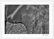Wild Print 3: Black and White Photography Art Print A4.