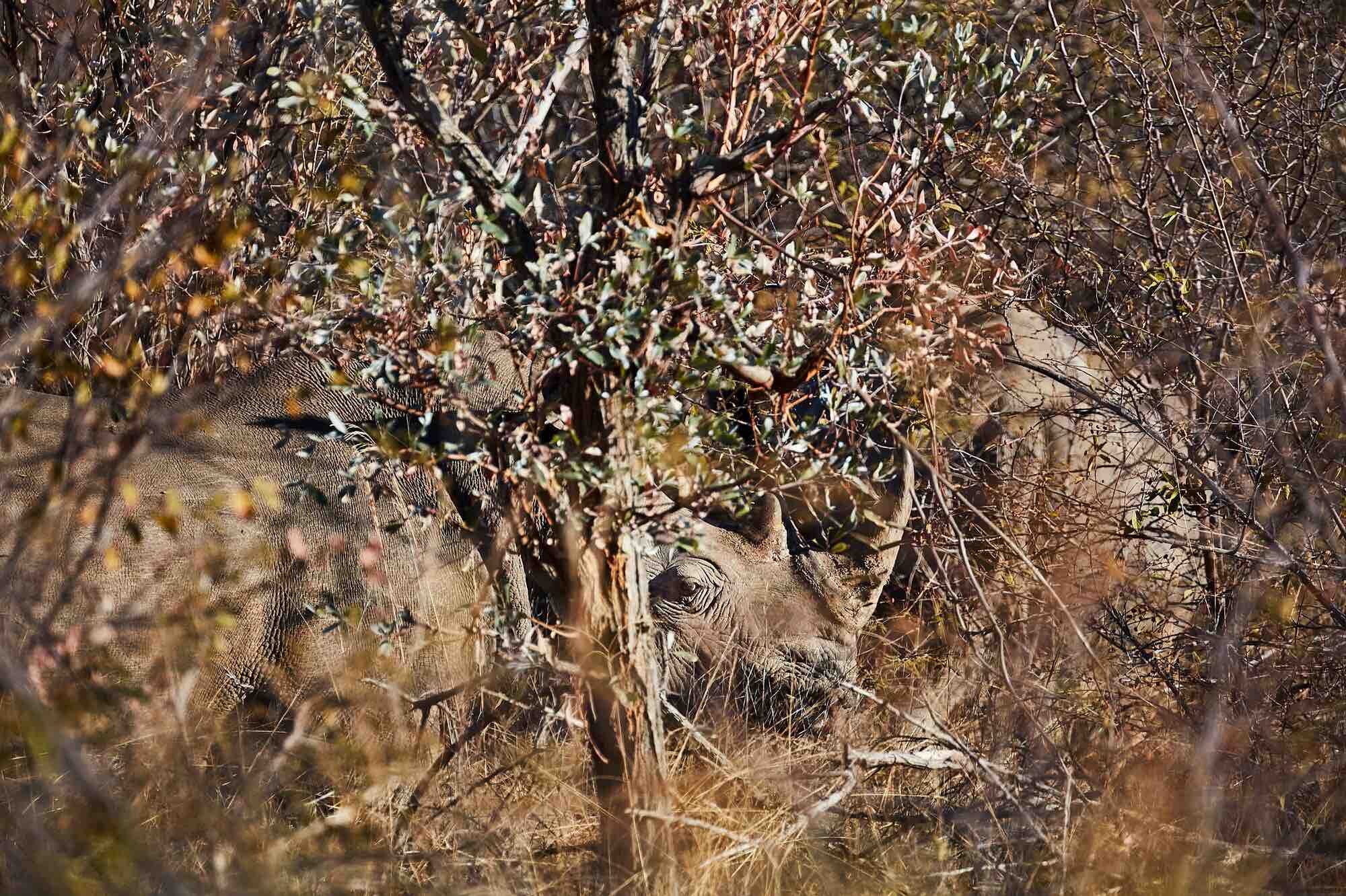 White Rhino: Photographic Art Print.