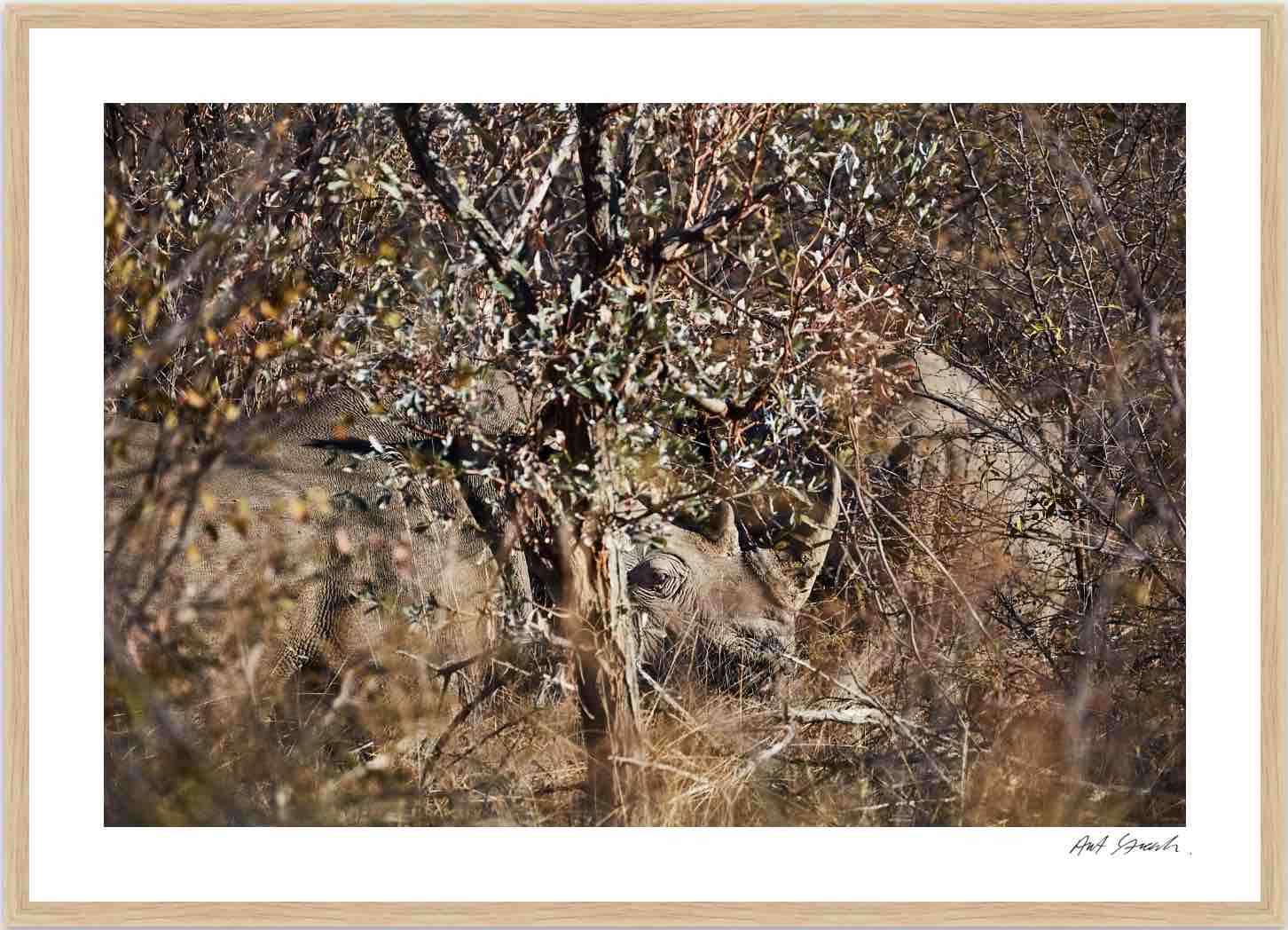 White Rhino: Photographic Art Print.