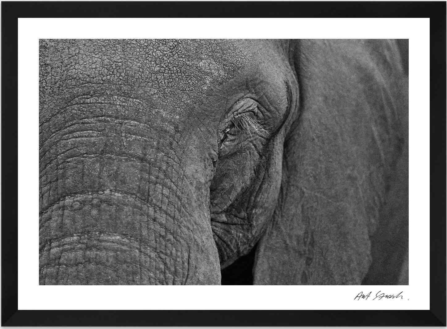 Wild Print 1: Black and White Photography Art Print A4.
