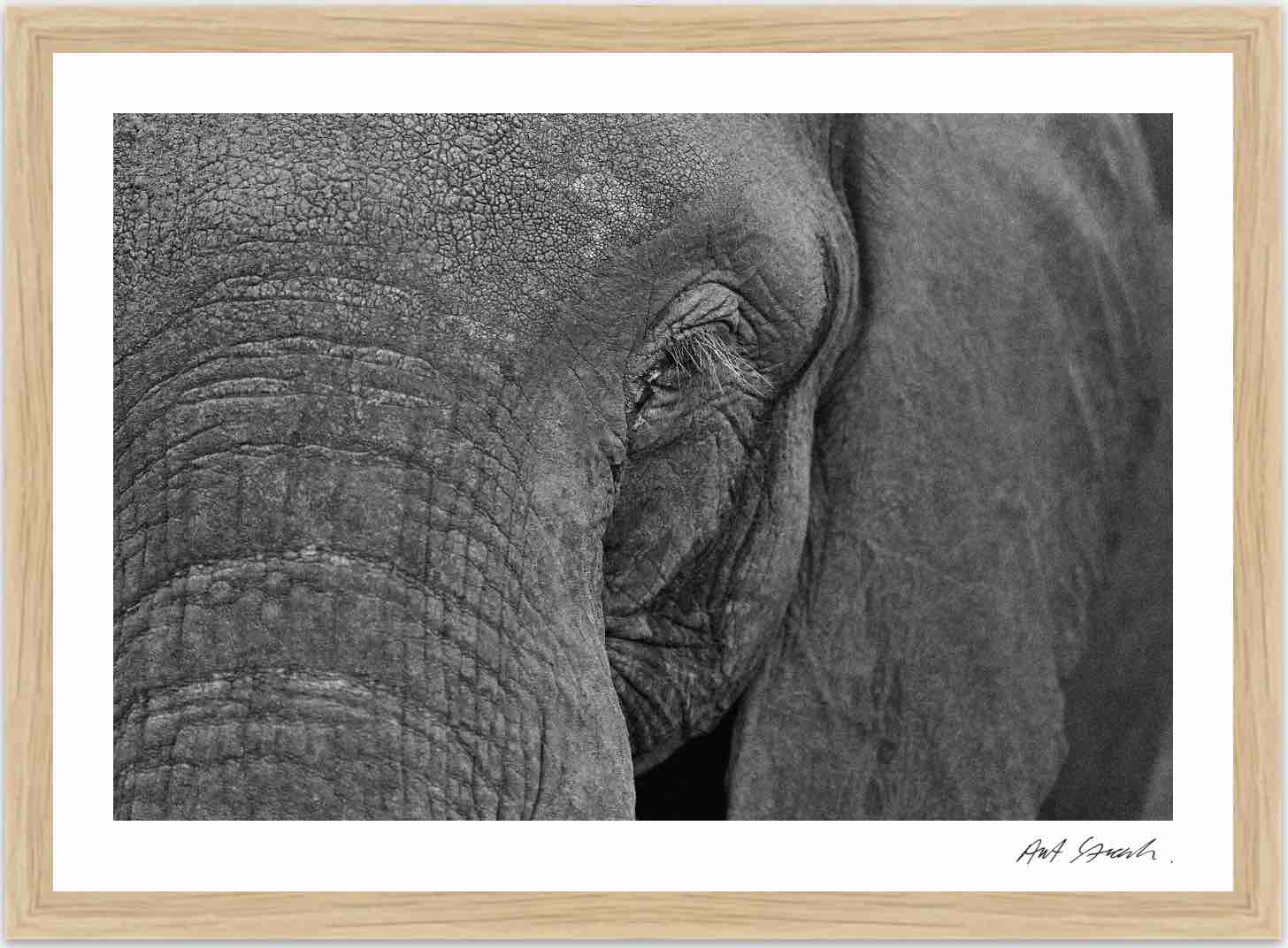 Wild Print 1: Black and White Photography Art Print A4.