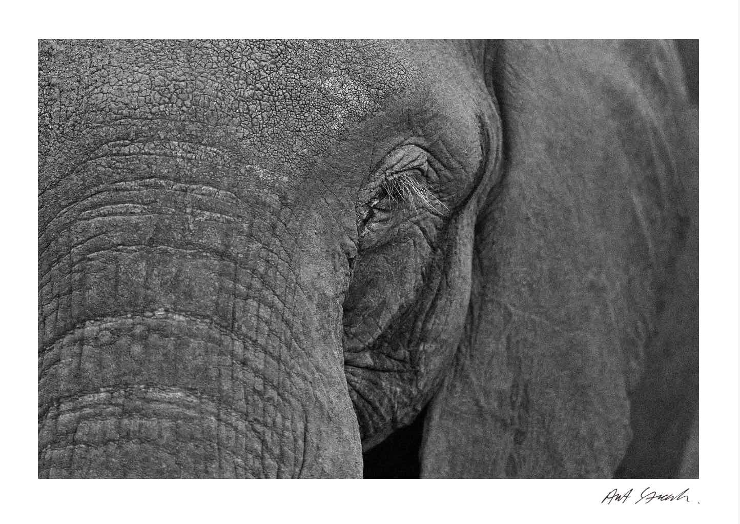 Wild Print 1: Black and White Photography Art Print A4.