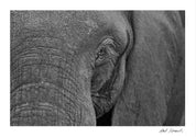 Wild Print 1: Black and White Photography Art Print A4.