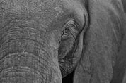 Wild Print 1: Black and White Photography Art Print A4.