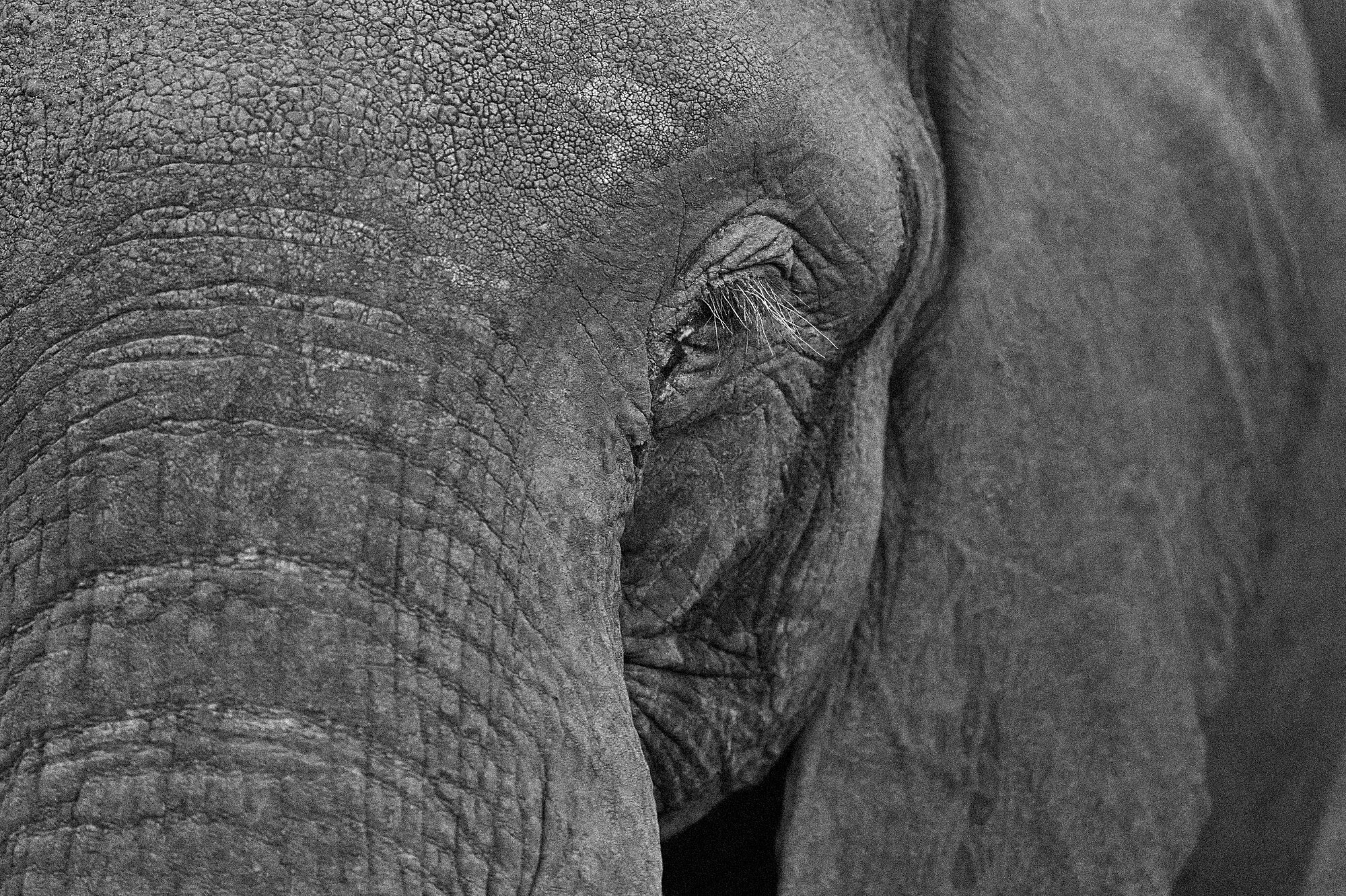 Wild Print 1: Black and White Photography Art Print A4.
