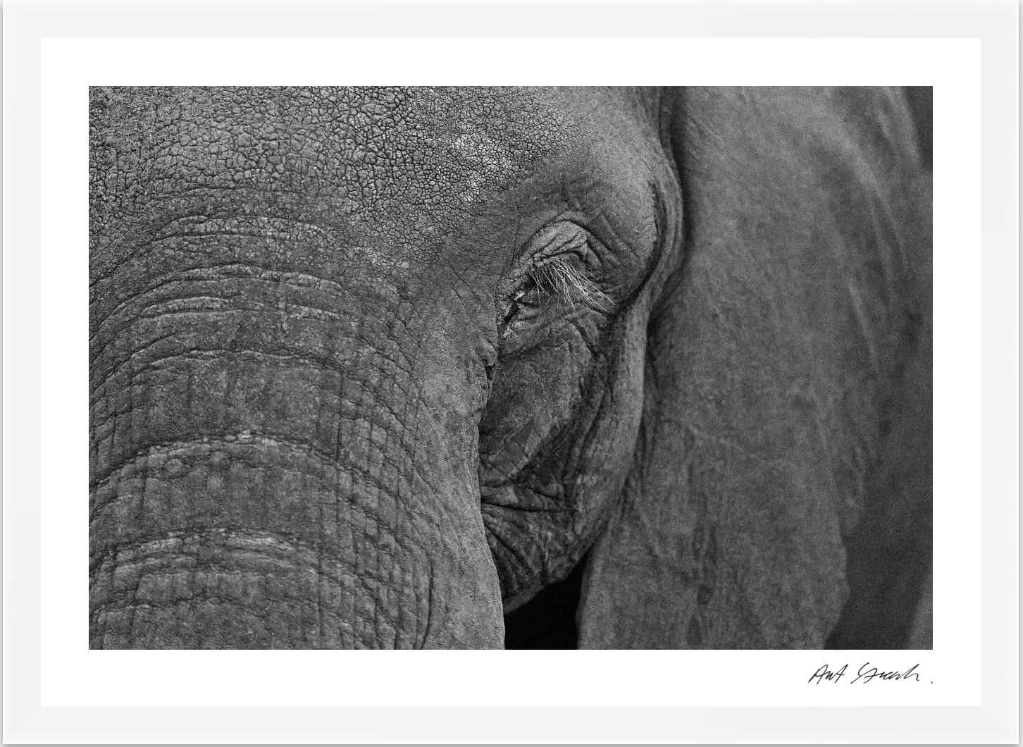 Wild Print 1: Black and White Photography Art Print A4.