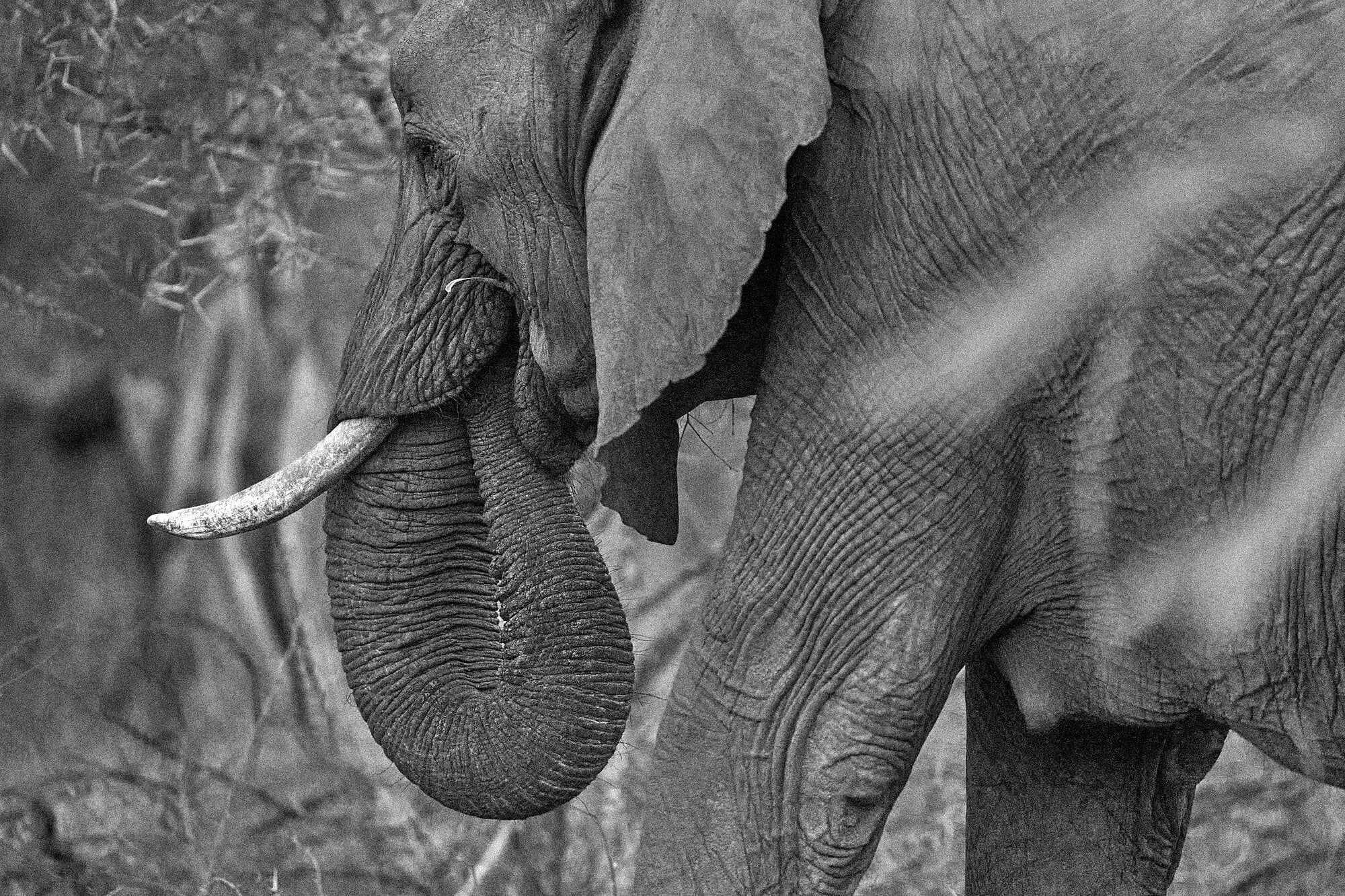 Wild Print 2: Black and White Photography Art Print A4.