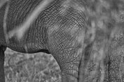 Wild Print 3: Black and White Photography Art Print A4.