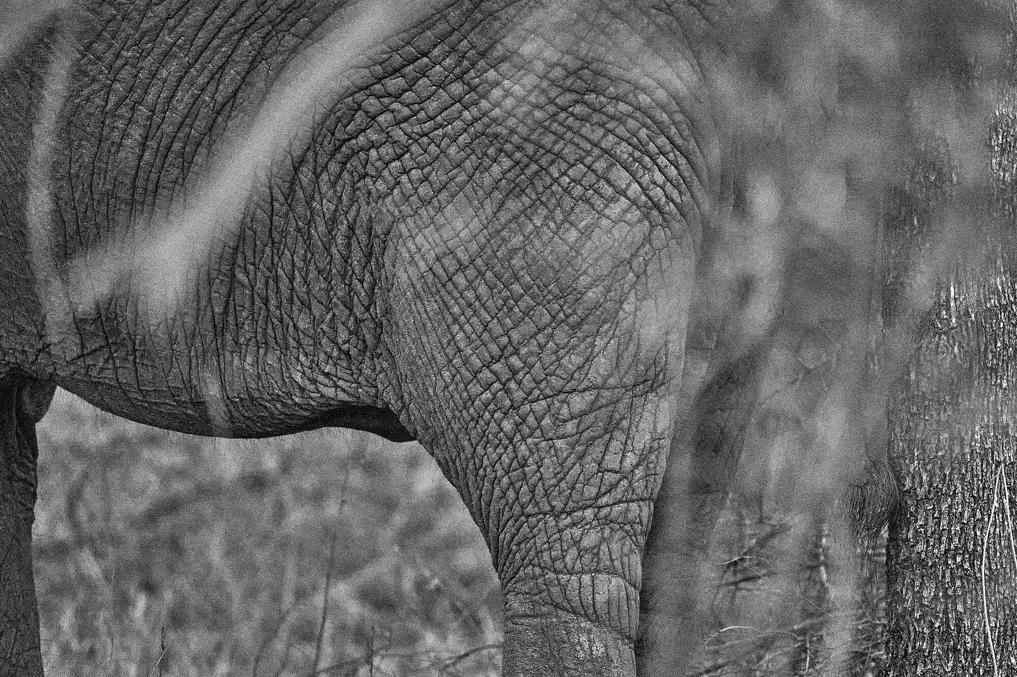 Wild Print 3: Black and White Photography Art Print A4.