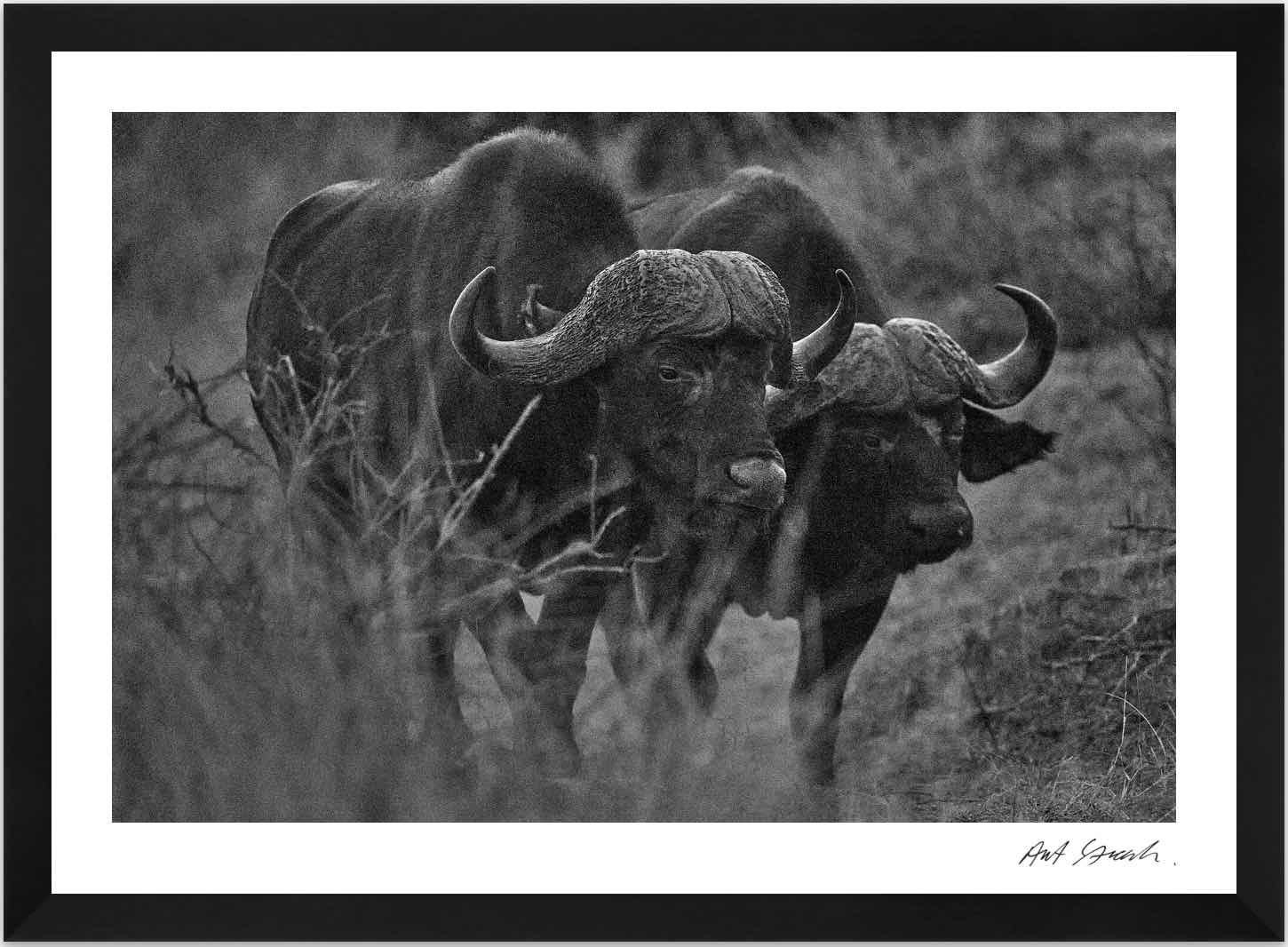 Wild Print 4: Black and White Photography Art Print A4.