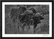 Wild Print 4: Black and White Photography Art Print A4.