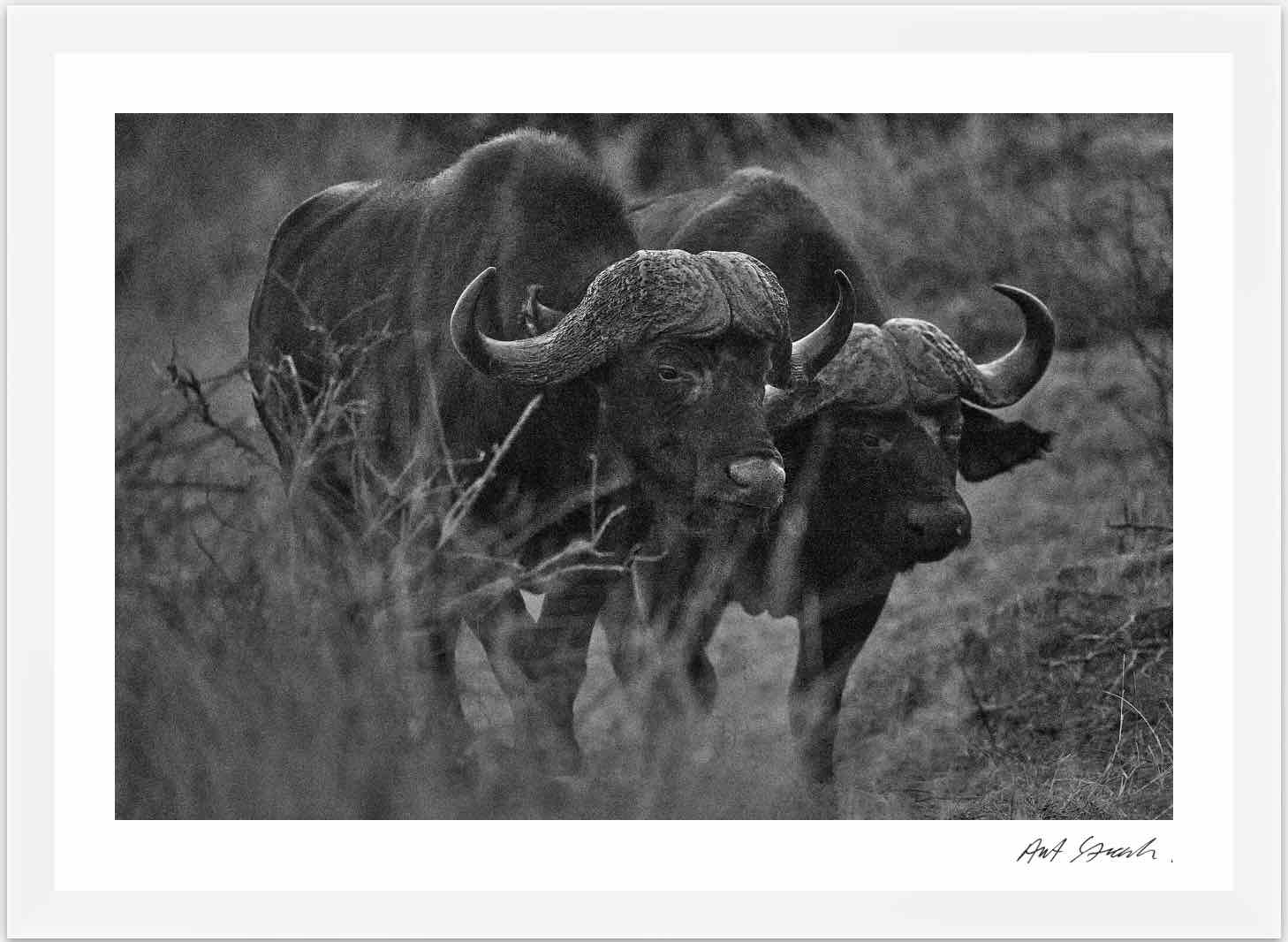 Wild Print 4: Black and White Photography Art Print A4.