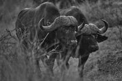 Wild Print 4: Black and White Photography Art Print A4.
