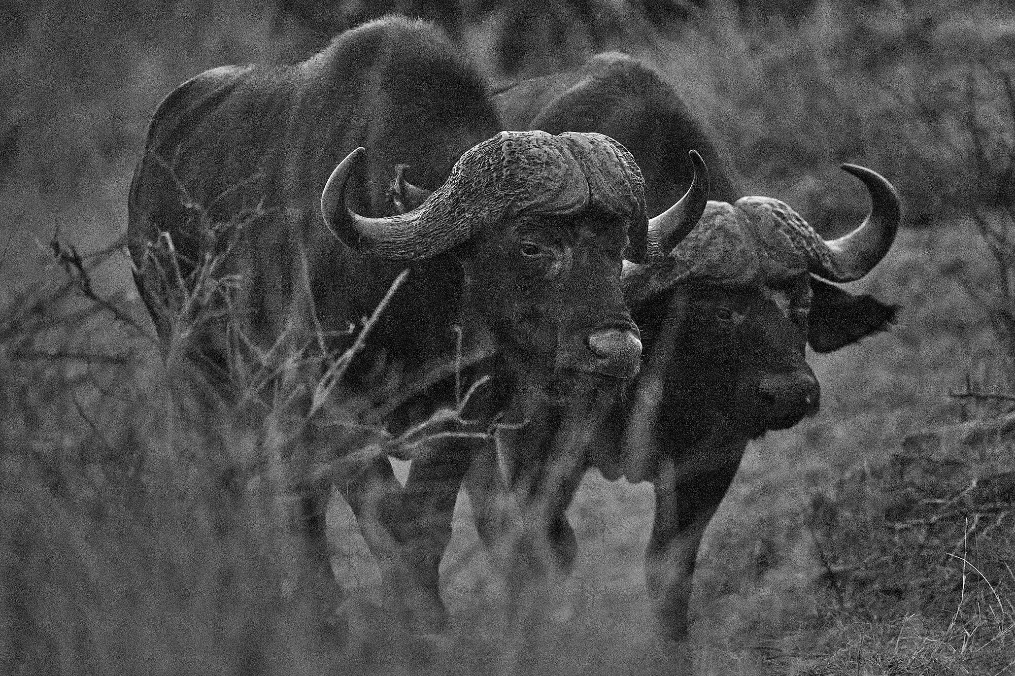 Wild Print 4: Black and White Photography Art Print A4.