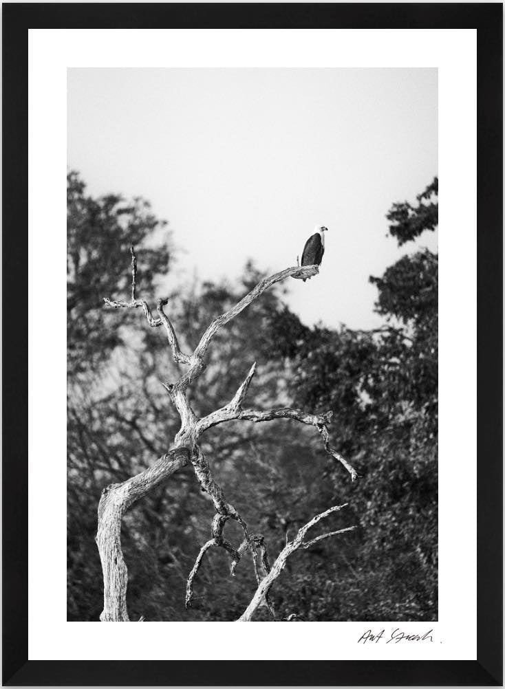 Wild Print 5: Wild Print 4: Black and White Photography Art Print A4.