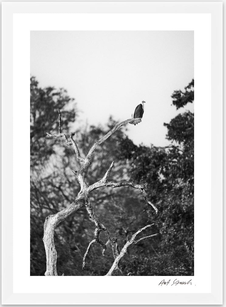 Wild Print 5: Wild Print 4: Black and White Photography Art Print A4.