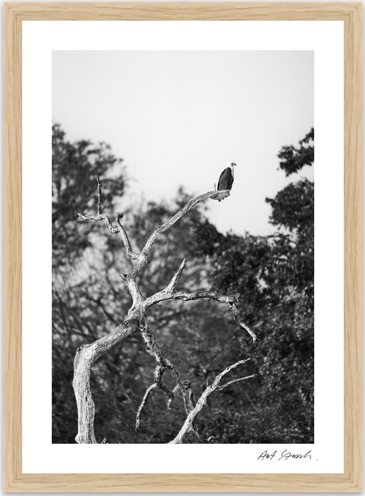Wild Print 5: Wild Print 4: Black and White Photography Art Print A4.