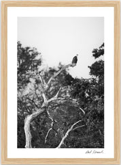 Wild Print 5: Wild Print 4: Black and White Photography Art Print A4.