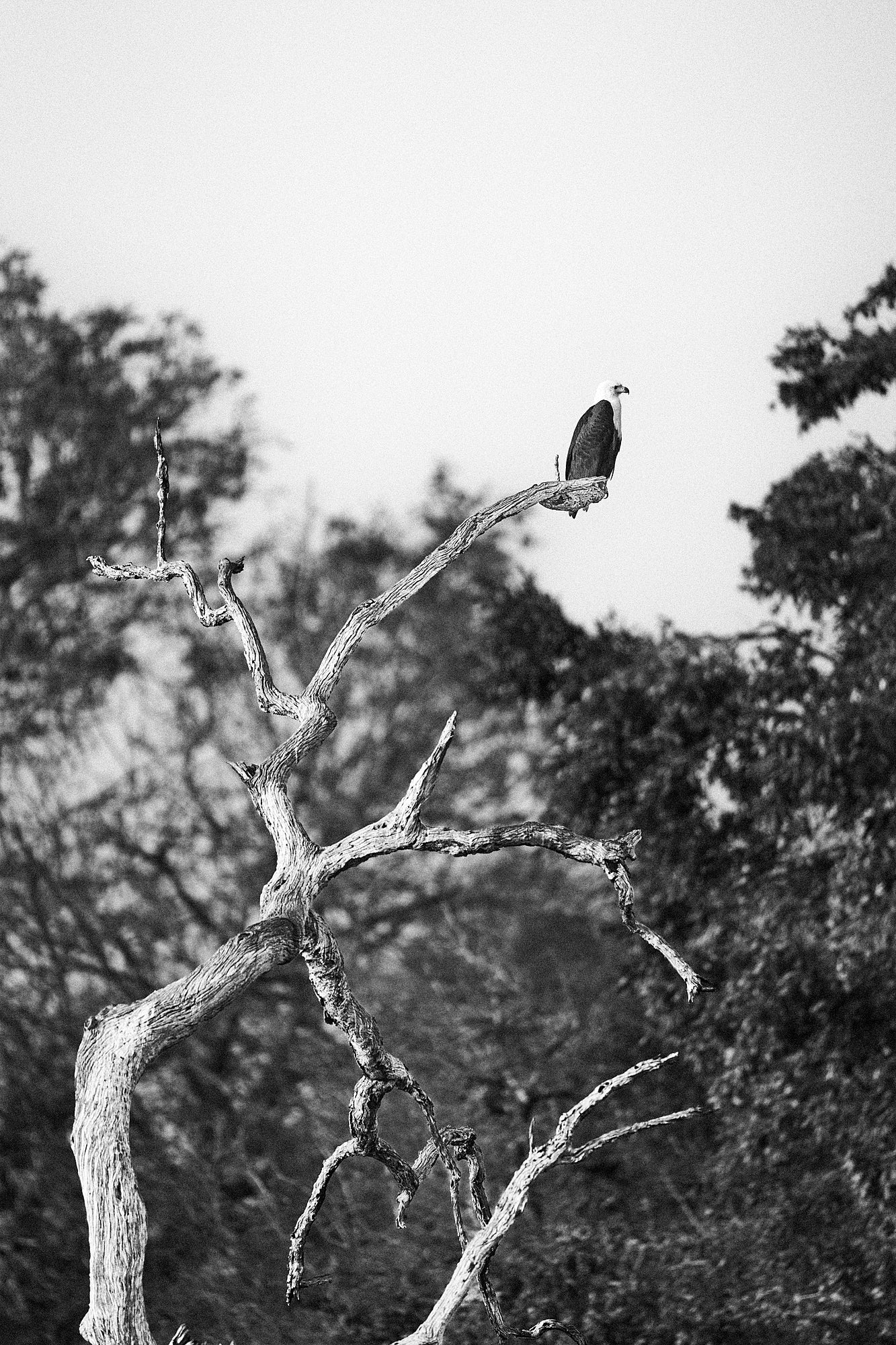 Wild Print 5: Wild Print 4: Black and White Photography Art Print A4.
